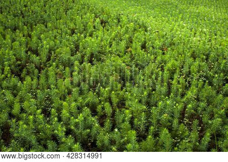 Green Seedlings Of Coniferous Trees. A Greenhouse For Growing Plants And Trees.