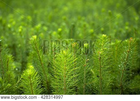 Green Seedlings Of Coniferous Trees. A Greenhouse For Growing Plants And Trees.
