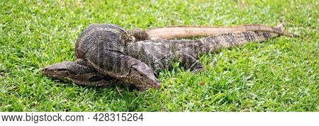 Panorama Shot Of Two Male And Female Varanus Salvator Couple Copulate On Grass In Park. Selective Fo