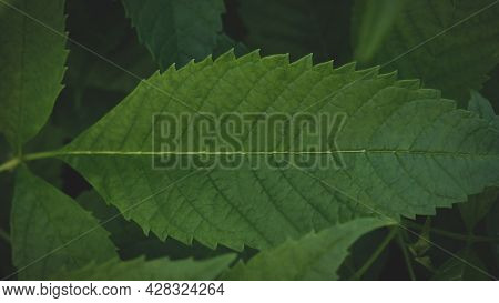 Dark Green Leaves Background Abstract Green Texture, Nature Backgrounds, Tropical Leaves