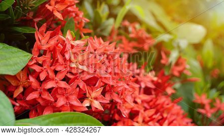 Beautiful Red Ixora In The Garden With Sun Light In Background.