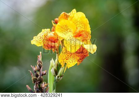 Vivid Yellow Flowers Of Canna Indica, Commonly Known As Indian Shot, African Arrowroot, Edible Canna