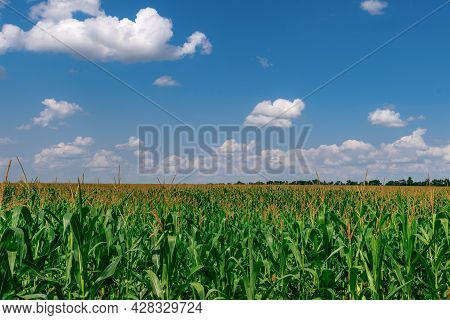 Cornfield Ready To Be Harvested. Closeup Of A Green Cornfield With Maize In Ukraine In July. White C