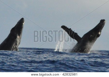Whale Watching in Hawaii