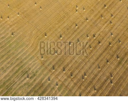 Drone View Of An Agricultural Field Made Of Yellow Round Large Bales After Harvesting. Rolls Of Stra