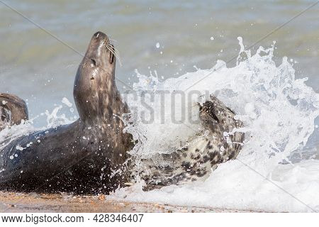 Wild Sex. Dynamic Action Wildlife Image Of Seals Mating. Animals Having Sex On The Beach With Sea Wa