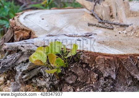 The Stump Of A Felled Tree. A Young Sprout On A Felled Tree. Cutting Down Trees. The Trunk Of A Fell
