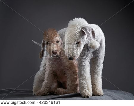 Two Dogs Together. Puppy And Adult Bedlington Terrier On A Dark Background. Pets In A Photo Studio