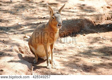Patagonian Hare (lat. Dolichotinae) In The Aviary. Patagonian Mara In Captivity. Limassol Zoo