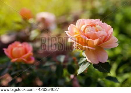 Orange Salmon Rose Lady Of Shalott Blooming In Summer Garden. English Austin Selection Roses Flowers