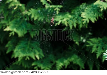 Garden Spider Sits In A Web And Waits For Its Prey. Spider Build A Web To Trap Different Insects.