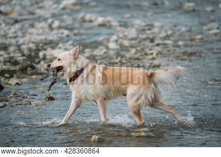 White Fluffy Large Mongrel Runs Merrily Along River And Plays With Stick. Half Breed Of Siberian Hus
