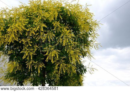 It Sprouts Bronze-pink, Has A Fresh Green Color In Summer And Turns Fiery Orange In Autumn And Then 