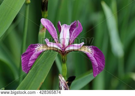Purple Japanese Water Iris, Iris Ensata Variety Charm, Flower Close Up With A Blurred Background Of 