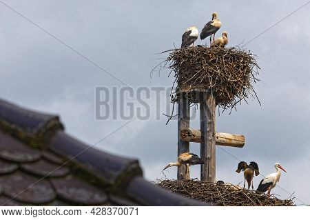 Storks And Their Nest In Strasbourg. Storks Are Symbol Of Alsace Region.