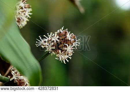 Flowers Of Dracaena Fragrans Or Cornstalk Dracaena  Commonly Known As Corn Plant