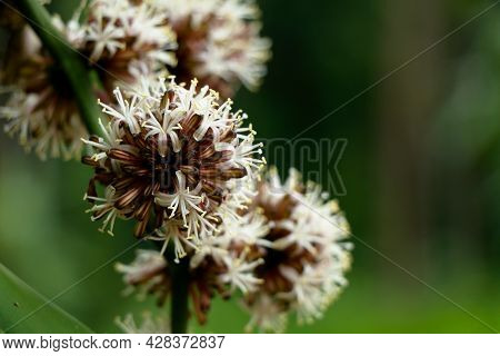 Flowers Of Dracaena Fragrans Or Cornstalk Dracaena  Commonly Known As Corn Plant