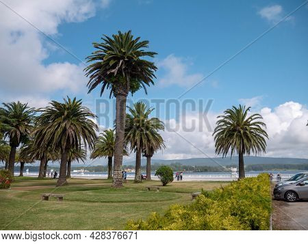 La Toja, Spain - July 24, 2021:
Palm Trees At The La Toja Island Luxury Resort,pontevedra,galicia, S