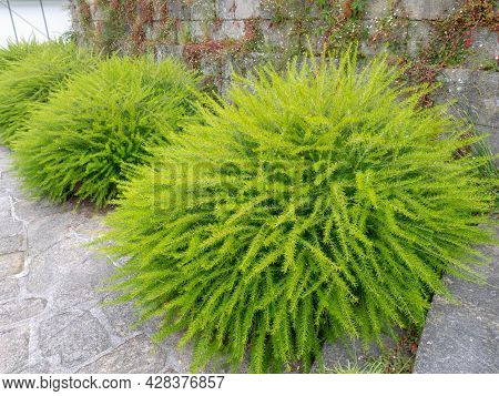 Juniper-leaf Grevillea Or Prickly Spider-flower Plants. Bright Green Fluffy Decorative Shrubs.