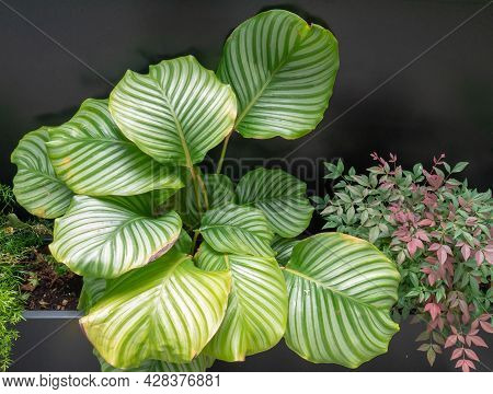 Calathea Orbifolia Decorative Plant On The Dark Background