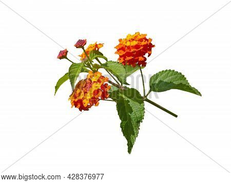 Lantana Bright Yellow Orange Tropical Flowers Branch Isolated On White