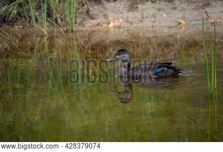 Duck On A Lake In Summer In The Canadian Forest, Quebec