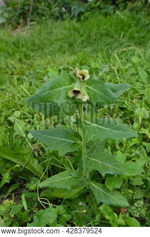 Henbane Black ( Lat. Hyoscýamus Níger) Poisonous Plant.
