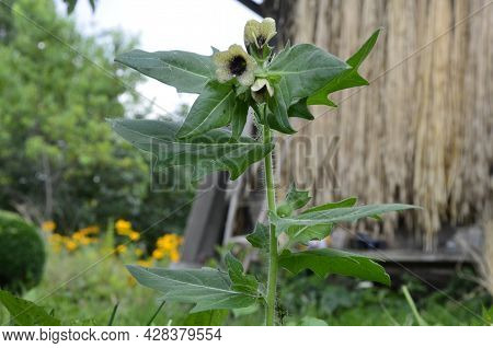 Henbane Black ( Lat. Hyoscýamus Níger) Poisonous Plant.
