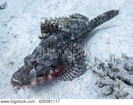 Scorpena Lies At The Bottom Of The Red Sea