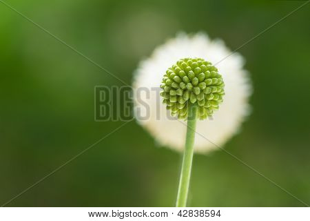 Flower Bud And Flower