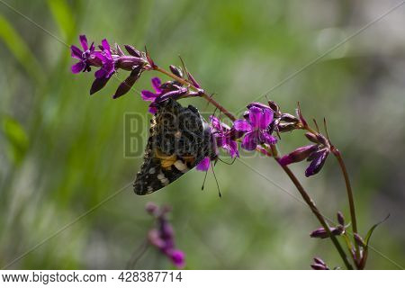 Butterfly Vanessa Cardui, Sitting On A Wildflower Viscaria Vulgaris. Pink Meadow Flower, Beautiful B