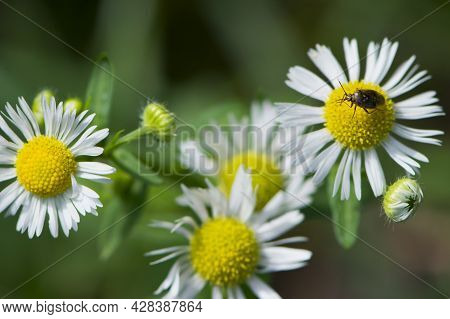 Lygus Lineolaris On A Wildflower. A Little Beetle Sits On The Chamomile Petals. White Delicate Chamo