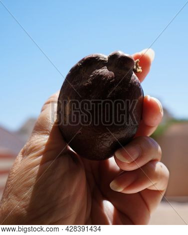 Hyphaene Thebaica (doum) Palm Tree Ripe Fruit In Hand