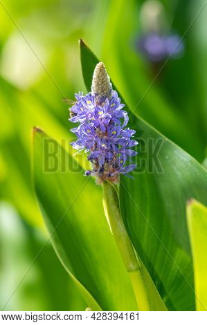 Pickerel Weed (pontederia Cordata) Flower