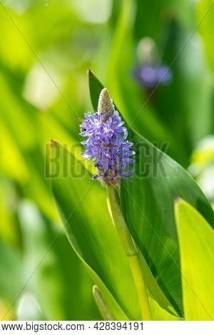 Pickerel Weed (pontederia Cordata) Flower