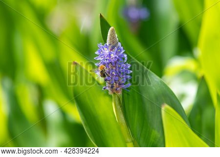 Close Up Of A Bee Pollinating Flowers On A Pickerel Weed (pontederia Cordata) Plant