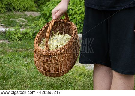 Man Picking The Elderflowers And Putting Them In A Wicker Basket