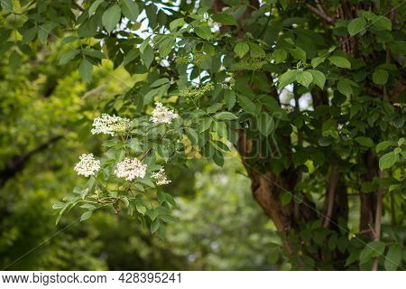 Elder Tree Bough Laden With White Elderflower Blossom On Sunlight.