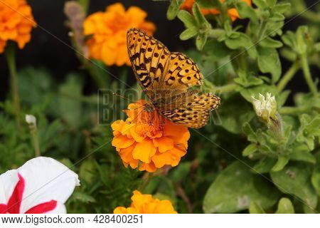 A Brightly Colored Mormon Fritillary Butterfly Rests On An Orange Marigold Of The Same Color