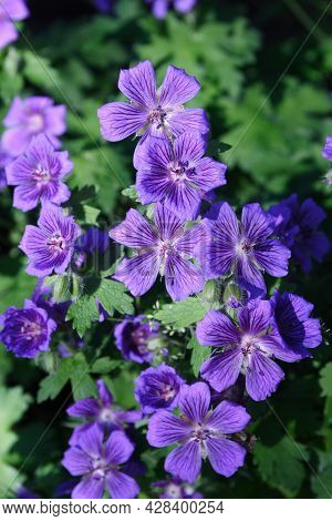 A Vivid Cluster Of Purple Blossoms Adorn This Wild Sticky Geranium Plant