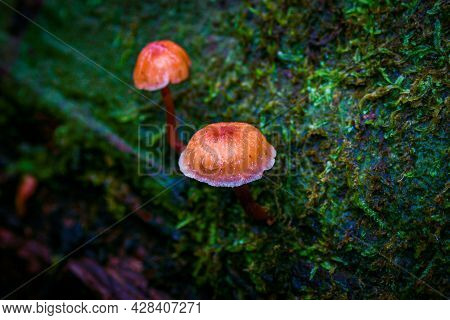 Tiny Orange Mushroom Growing From A Wet Mossy Bed On An Old Tree Branch