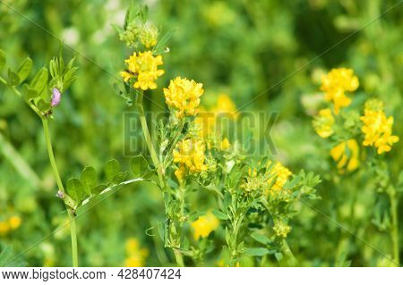 Sickle Medick In Bloom Close-up View With Focus On Foreground