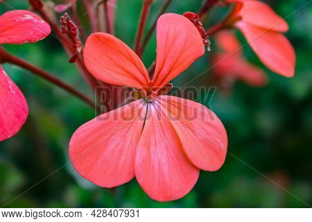 Beautiful Exotic Pinky Red Flower On Long Stems
