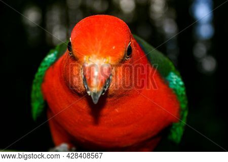 A Brightly Coloured Red And Grey King Parrot Bird Leaning Into The Camera Lens