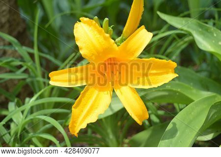 Beautiful And Blooming Yellow Flowers In The Garden Photo