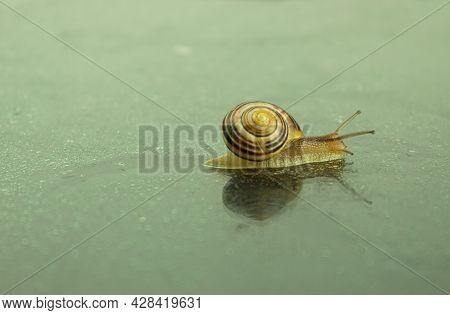 Crawling Snail Close-up. A Studio Photograph Of A Snail On A Dark And Reflective Surface. Background