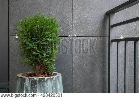 Green Small Spherical Chinese Thuja In A Concrete Pot Near The House At The Entrance. Traditional Ho