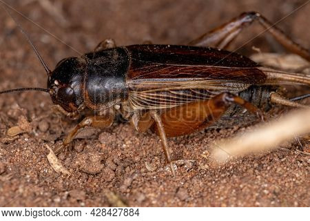 Adult Field Cricket
