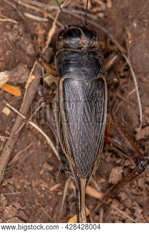 Adult Field Cricket Of The Subfamily Gryllinae
