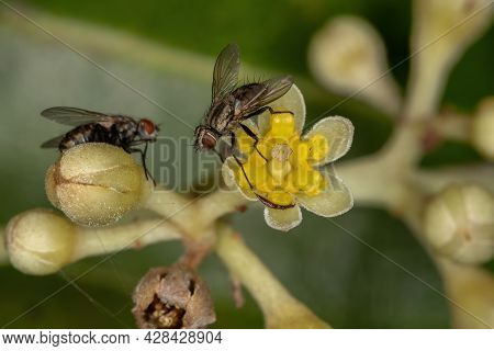 Adult Bristle Fly